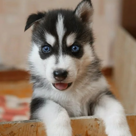 Pomsky Puppy For Sale - Simply Southern Pups